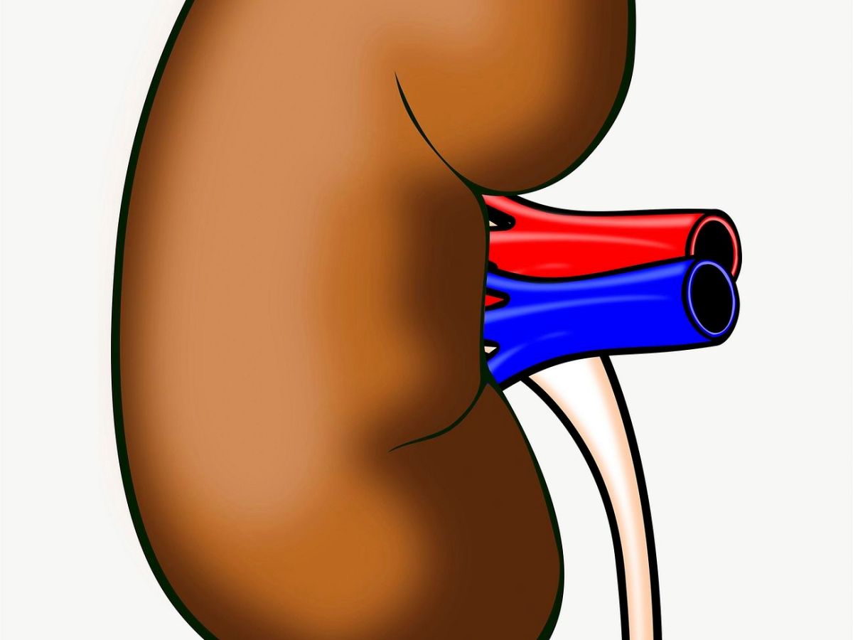 酮酸胺基酸搭配低蛋白有效延緩腎功能惡化